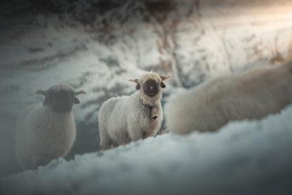 Icy Blacknose