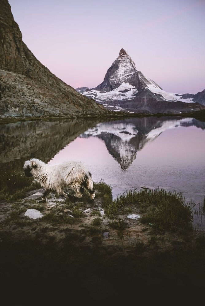 Riffelsee Schaf