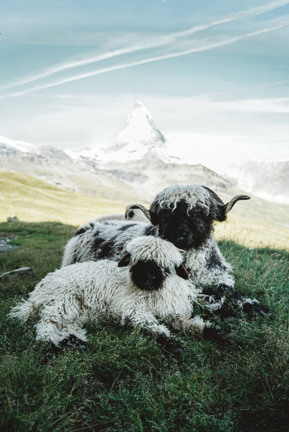 Schwarznasen Matterhorn