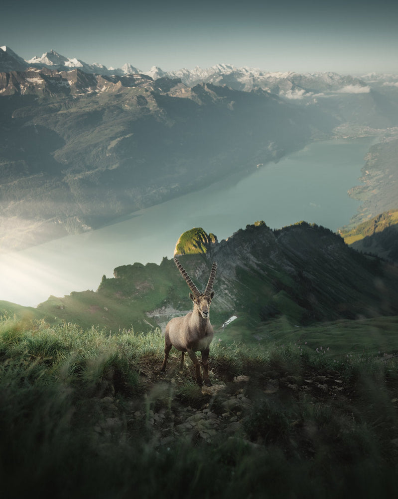 Steinbock Luzern