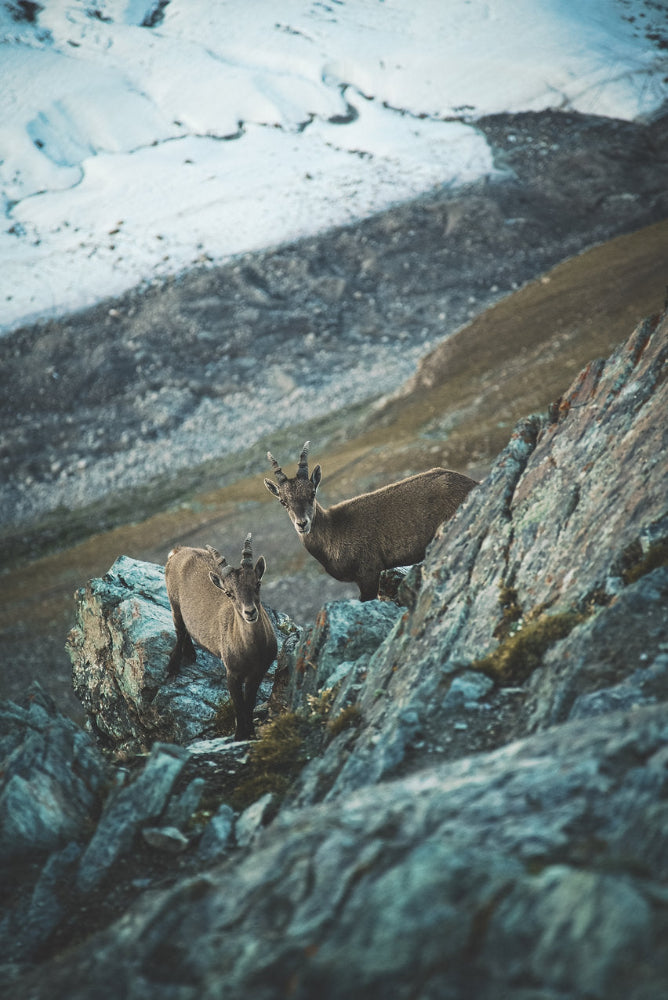 Steinbock Zermatter Gletscher