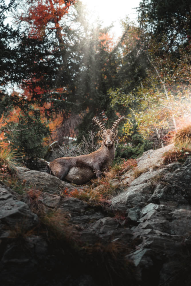 Steinbock Herbst