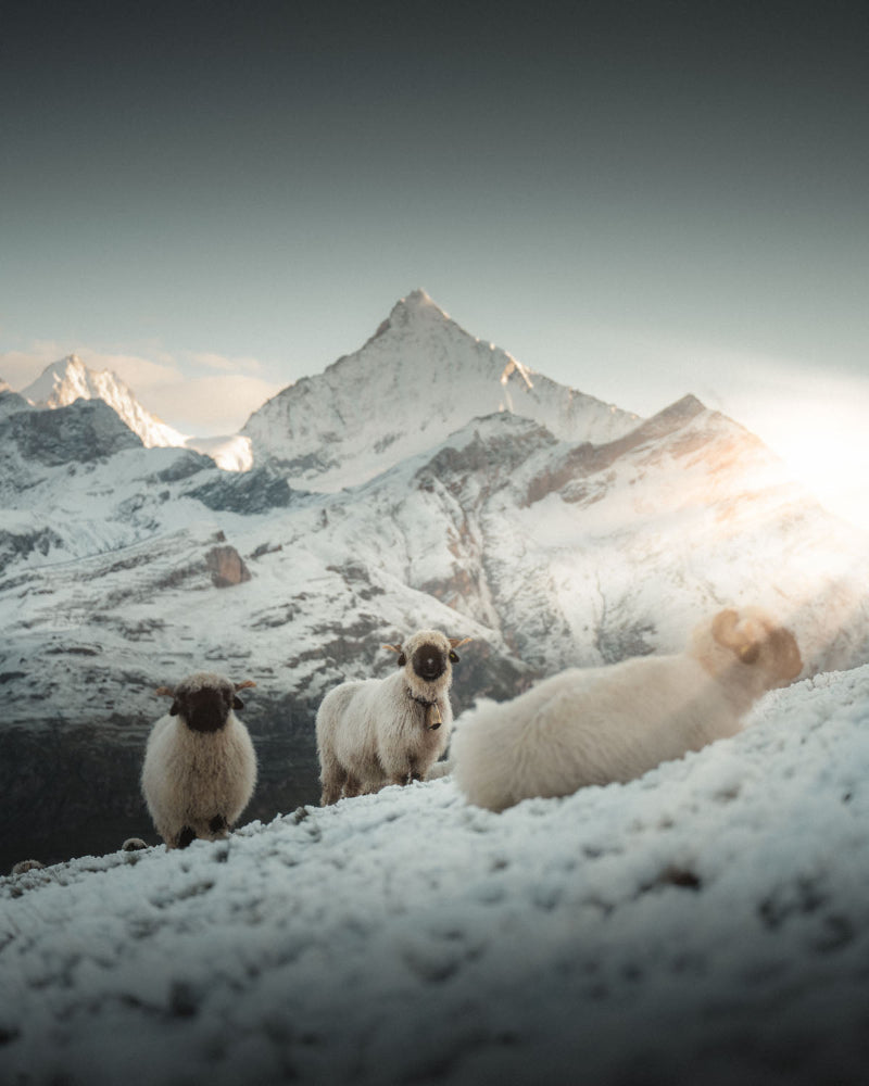 Weisshorn Schwarznase