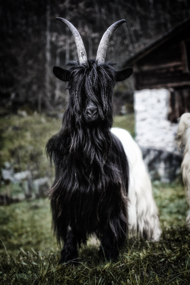 Schwarzhalsziege.jpg