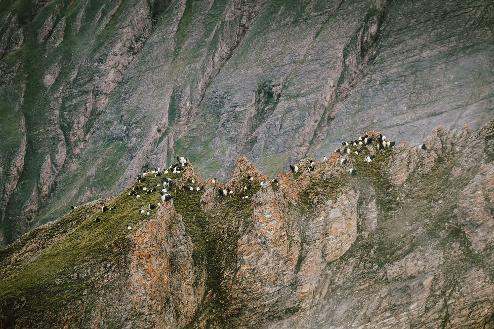 Bergkette Schwarzhalsziegen.jpg